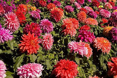 《光环：无限》开发者解释为何发售时游戏将不包括处决功能 